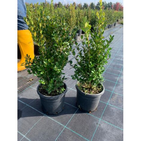 Bosso comune "Buxus sempervirens" 6 piante da siepe sempreverde in vaso  18 cm h. 30/50 cm