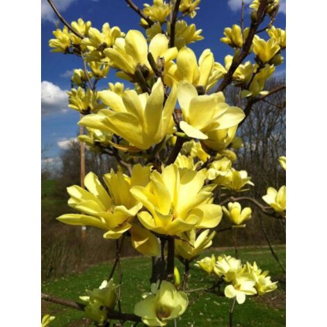 Magnolia gialla x brookynensis "Yellow Bird" pianta in vaso 35 cm h. 100/120 cm