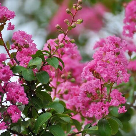 Lagerstroemia indica Rosa "Rosea" pianta a cespuglio in vaso7x7