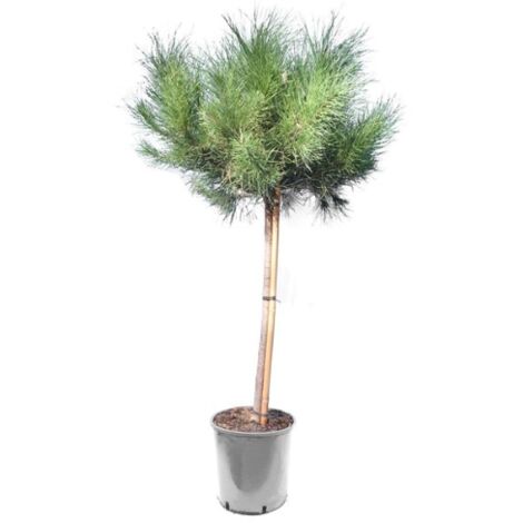 Pino da pinoli domestico "Pinus pinea" pianta in vaso ø18 cm h. 130/160 cm