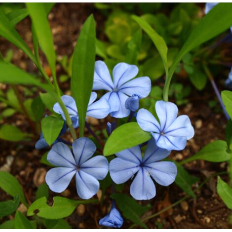Plumbago capensis "Piombaggine rampicante" pianta da siepe in vaso Ă¸9 cm