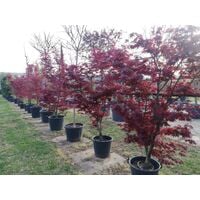 Acero rosso giapponese Acer palmatum Fireglow pianta in mastello