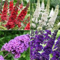 Buddleia davidii "Albero delle Farfalle" Buddleja 3 piante in vaso 9 cm COLORI CASUALI