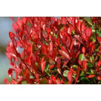 Photinia Little Red Robin - Pianta Da Siepe Nana, Vaso Biodegradabile, Colore Rosso Intenso - Foto 9