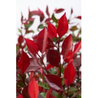Photinia Little Red Robin - Pianta Da Siepe Nana, Vaso Biodegradabile, Colore Rosso Intenso - Foto 10