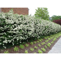 Piracanta Orange Glow - Pianta Da Siepe Sempreverde Con Bacche Arancioni, Vaso ø9cm - Foto 13