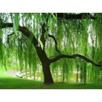 Salice piangente tortuoso "Salix babylonica tortuosa" pianta in vaso h. 170/190 cm
