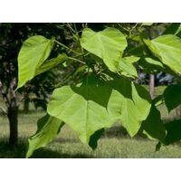 Catalpa Bignonioides, Ecco Come Coltivarla | Coltivazione Biologica