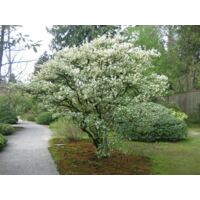 Osmanto "Osmanthus x Burkwoodii" pianta da siepe sempreverde in vaso 9