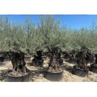 Ulivo olivo "Olea europea" bonsai circonferenza tronco 120/140 cm FOTO REALI