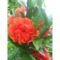 Confezione Da 6 Piante Di Melograno 'Wonderful' – Vaso Ø19 Cm, Altezza 180-200 Cm – Vivaio Di Castelletto, Pianta Da Frutto Rustica