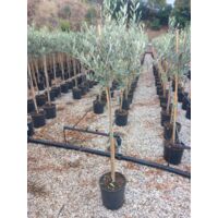 Ulivo Olea Europea In Vaso ø22 Cm - Altezza 70/80 Cm | Vivaio Di Castelletto - Foto 8