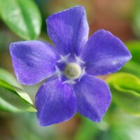 Pervinca "Vinca Major" pianta tappezzante in vaso 9 cm