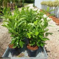 Lauroceraso "Prunus laurocerasus" 24 piante da siepe in vaso da 2 litri h. 60/100 cm