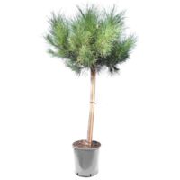 Pino da pinoli domestico "Pinus pinea" pianta in vaso ø18 cm h. 100/130 cm