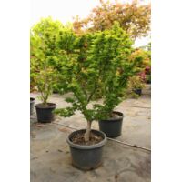 Acero rosso giapponese "Acer palmatum Shishigashira" pianta in mastello 60 cm h. 150 cm circa