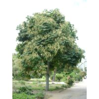 Parasole cinese "Firmiana simplex" pianta in mastello 50 cm h. 4 mt e oltre cfr. tronco 22/24 cm