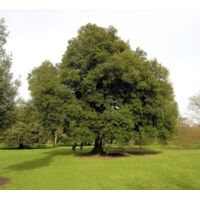 Leccio Elce "Quercus ilex" pianta sempreverde esemplare in mastello 60 cm h. 3,5 mt