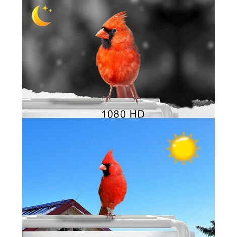 Smart Bird Feeder with Camera, 1080P HD Camera Auto Capture Bird