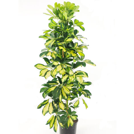 SHEFFLERA ARBORICOLA GOLD CAPELLA - Ø 19 CM