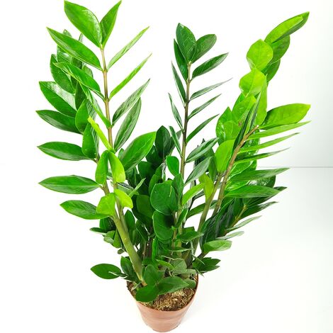 Zamia Ø Vaso 24 cm