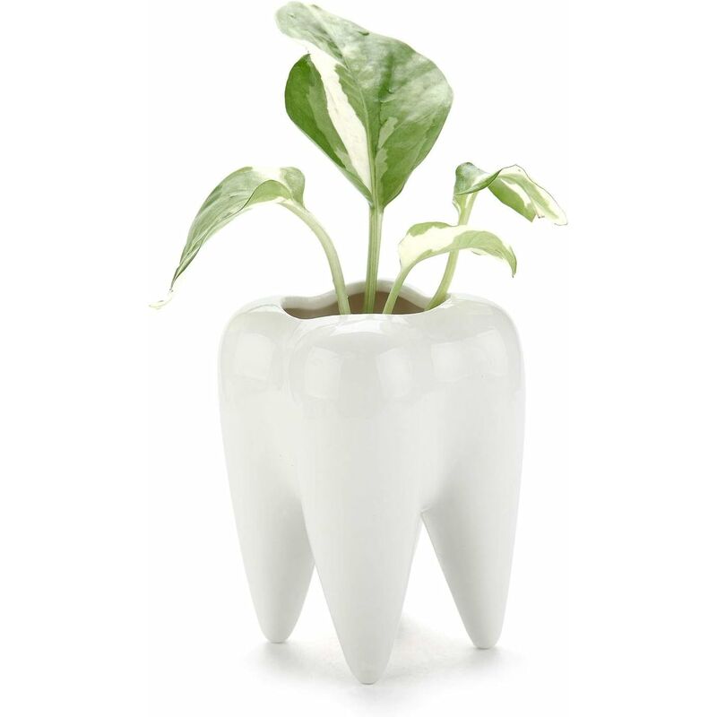 Oficina Forma de Diente de cerámica Blanca Plantas Suculentas Innovadoras MacetaCactus Decoración Spldsun 2 Unidades de Dientes de Cerámica para Macetas Cactus Portalápices para Escritorio 