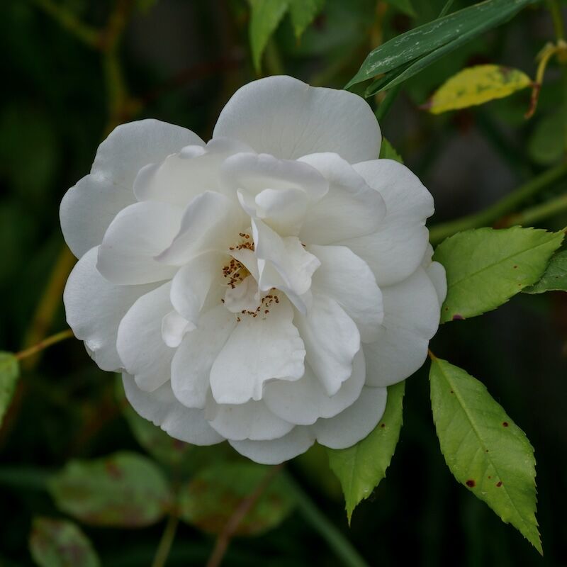 Rosa Monica Bellucci In Vaso 19cm - Profumata - Varietà Meilland - Intenso Profumo Di Pepe E Chiodi - Foto 2