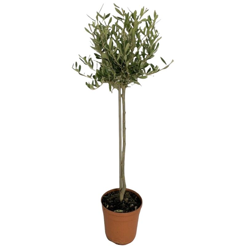 Alberello Rhaphyolepis Vaso 22 - Altezza 80-100cm, Pianta Sempreverde - Foto 6