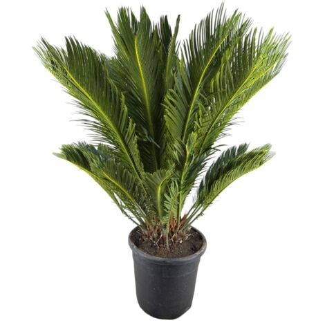 Palma Cycas Altezza Ca. 600 Mm In Vaso Di Plastica Con Terra - Foto 12