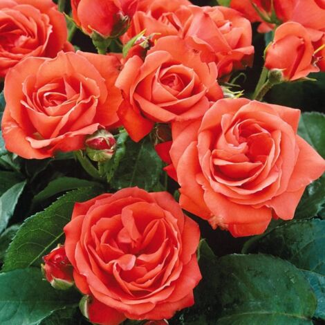 Rosa Orange Sensation Meilland - Pianta In Vaso 19cm Con Fiori Arancioni Vivaci, Ideale Per Balconi E Giardini - Foto 11