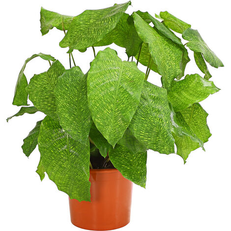 Grünpflanze Zimmerpflanze Calathea Sanderiana 30-40 cm Korbmarante 