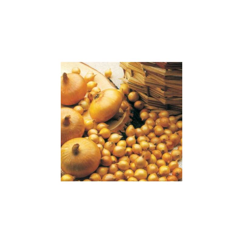 OIGNON Jaune Des C&eacute;vennes - Graines Bio