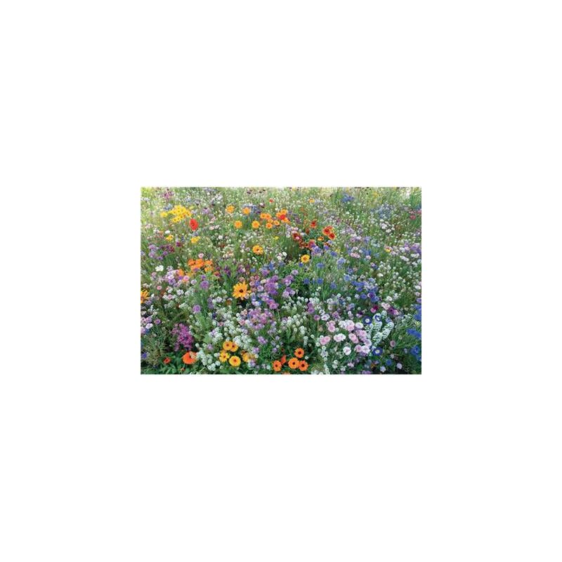 Mélange De Graines Fleuries Pour Abeilles - 800 G - Pour 150 à 250 M² - 20 Espèces Indigènes - Pâturage Fleuri Facile à Semer