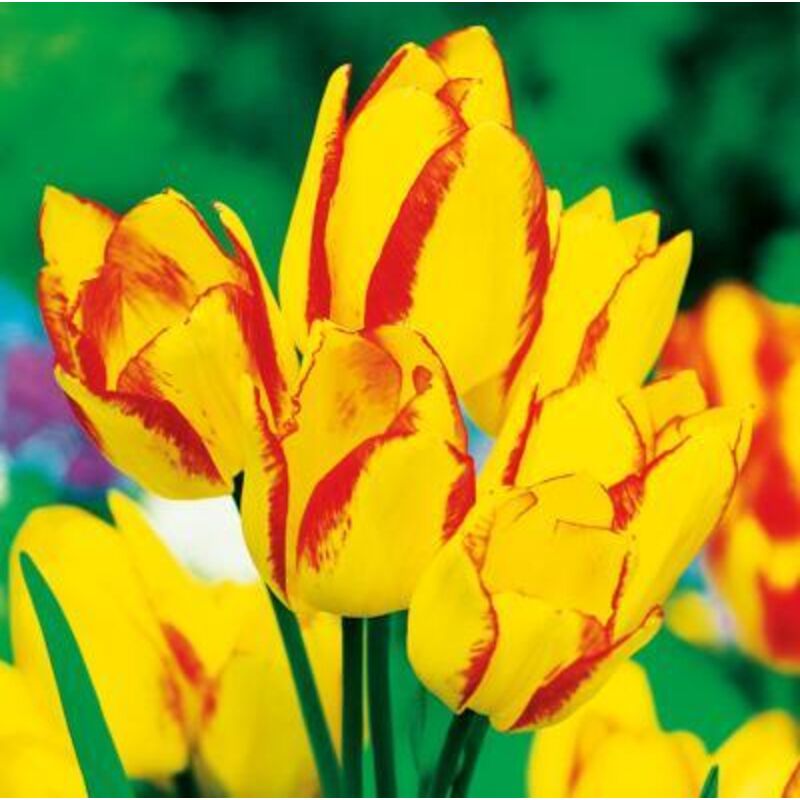 Narciss - St D 10 - Narcissus 'Doubl Mix' - Bulbs à Flurs Au Millur Prix