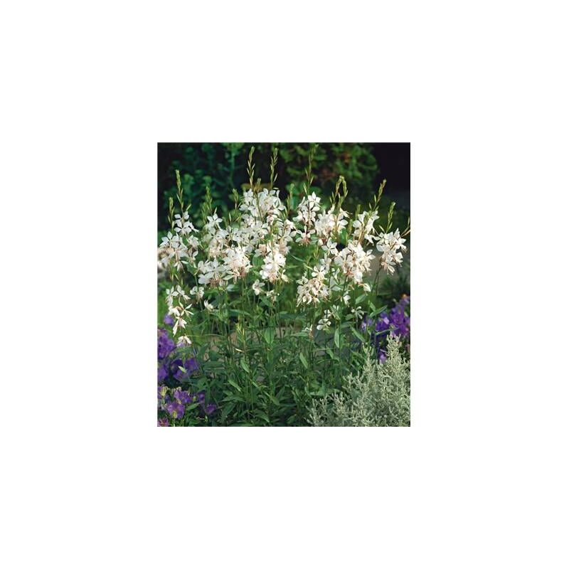 Lot De 3 Godets De Gaura Vivace Fleurs Blanches Feuillage Sain lot-de-3-godets-de-gaura-vivace-fleurs-blanches-feuillage-sain