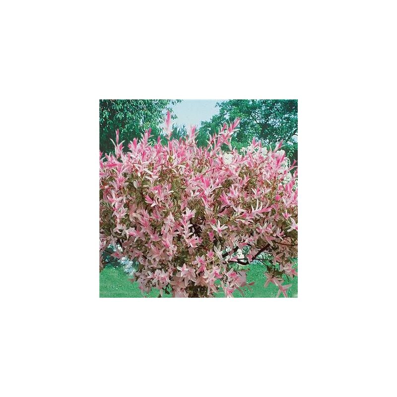 SAULE CREVETTE - LE GODET - ORNEMENTS