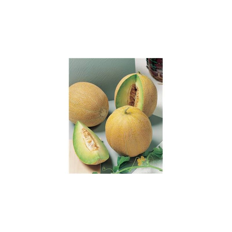 Graines - Melon Galia Hybride F1 - 0,5 Gr - Les Doigts Verts