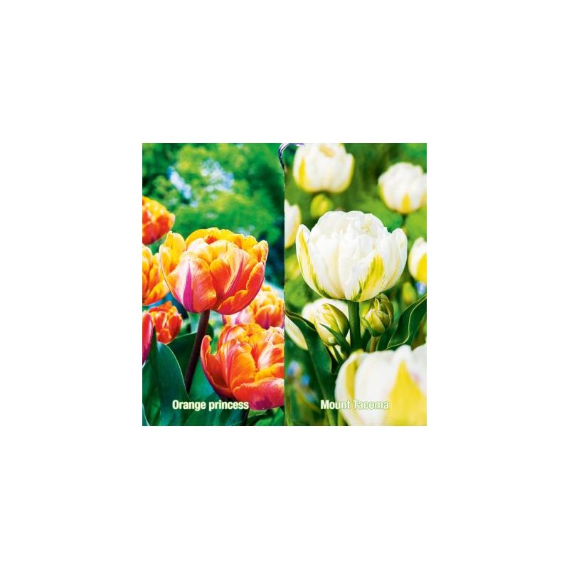 OFFRE SPECIALE - 10 BULBES TULIPES CAL 11/12 - TULIPE