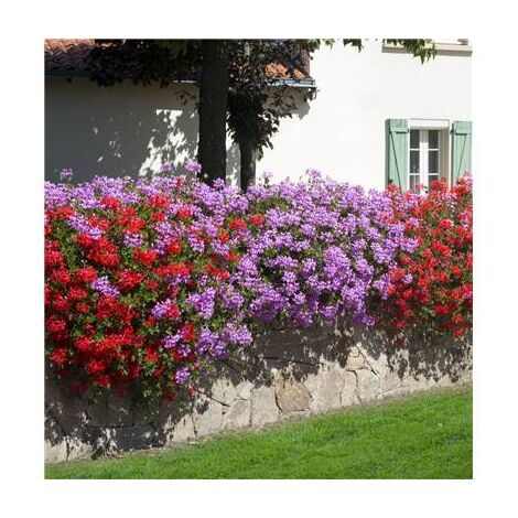 GERANIUM LIERRE - ROSE 3 GODETS PLANTE ANNUELLE
