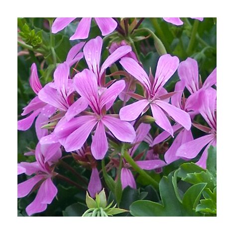 GERANIUM LIERRE - MAUVE 3 GODETS PLANTE ANNUELLE