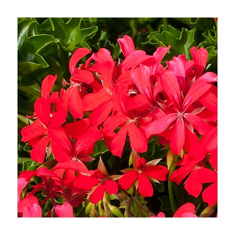 GERANIUM CASCADE LIERRE - ROUGE 3 GODETS PLANTE ANNUELLE