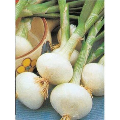OIGNON BLANC EXTRA HATIF DE MALAKOFF - 5 G - Graines