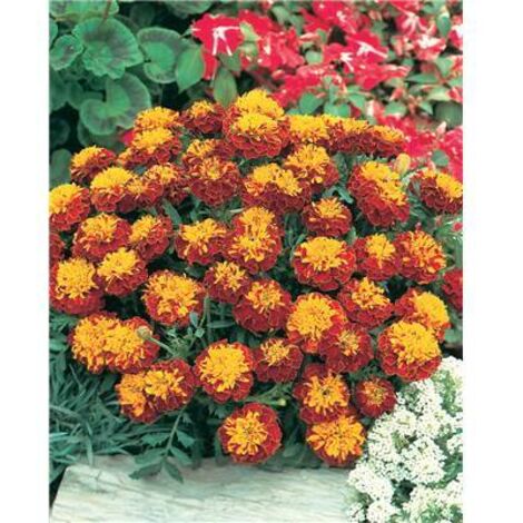 Oeillet d'Inde Spry Colerette – Graines de fleurs à fleurs doubles naines – Coloris jaune, orange, cuivré – Plante annuelle pour massifs ensoleillés – Fabre Graines