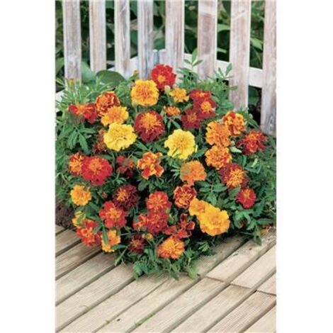 Œillet d'Inde en mélange – Plantes vivaces colorées – Exposition ensoleillée – Floraison estivale pour massifs et bordures – Fabre Graines