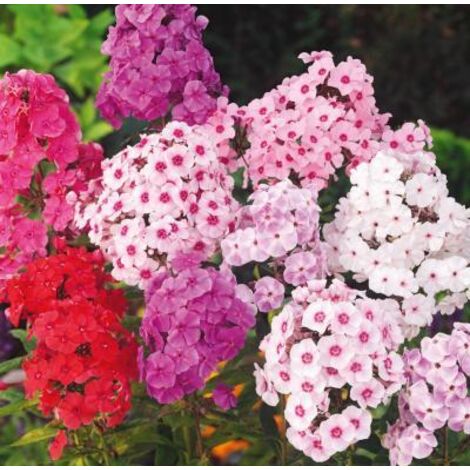 Phlox de Drummond – Bulbes de fleurs – Floraison de juin à septembre – Semis en avril-mai – Couleurs variées pour massifs – Fabre Graines