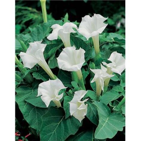 Datura belle blanche – 40 graines – Fleurs blanches parfumées – Exposition ensoleillée – Hauteur 80 cm – Fabre Graines