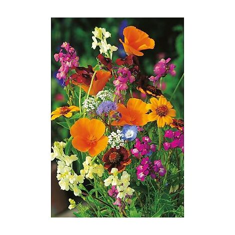 FLEURS COMESTIBLES - 10 G - Graines de fleurs