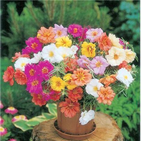 POURPIER GRANDE FLEUR DOUBLE - 0.5 G - GRAINES