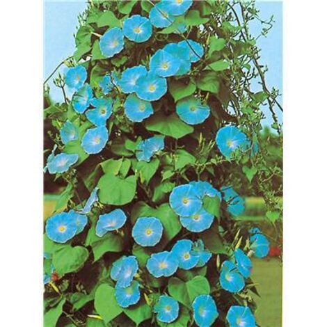 Ipomée coerulea – Graines de fleurs 3g – Fleurs bleues pour exposition chaude – Plantes grimpantes jusqu'à 4m – Fabre Graines