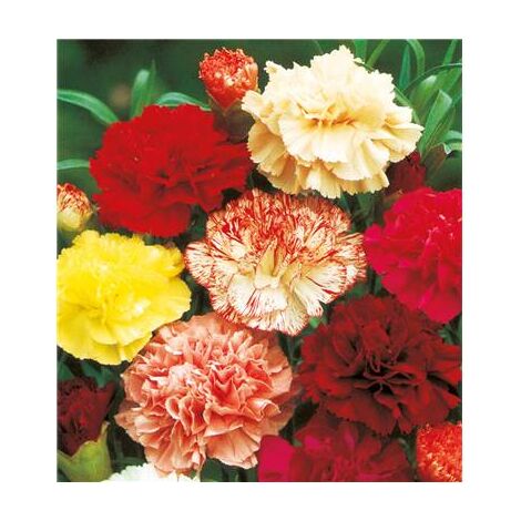 Œillet des fleuristes Double Triomphe – Plante vivace bisannuelle – Floraison de mai à septembre – Fleurs grandes et dentelées – Fabre Graines